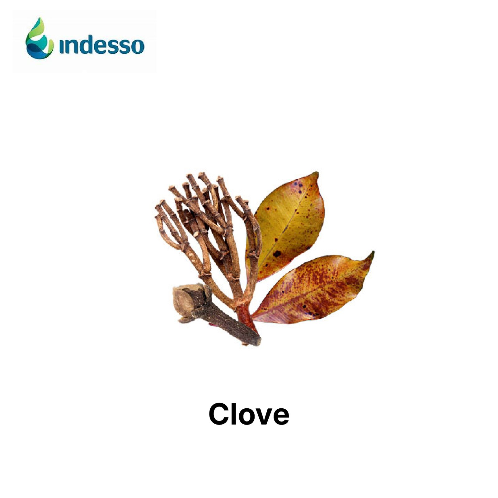 essential oil Clove