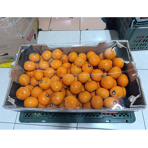 Jeruk Kecil Clemengold Dominan Manis Segar Banyak Air Dus