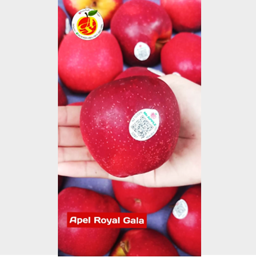 Buah Apel Dazzle New Zealand Premium Garing Manis Fresh - Dazlle-prem