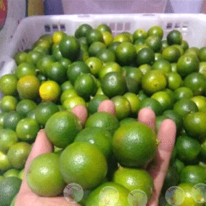 Buah Jeruk Sonkit Cui Lemon Kitna Ponti Kalimantan