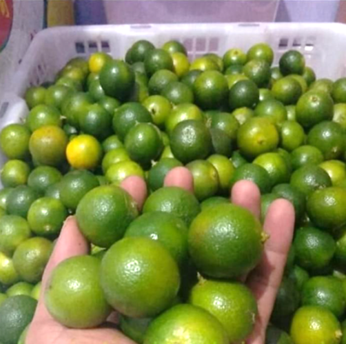 Buah Jeruk Sonkit Cui Lemon Kitna Ponti Kalimantan