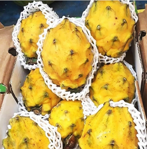 Buah Naga Kuning Yellow Columbia Equador Indonesia Lokal Import Manis - Kg