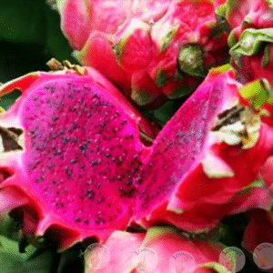 Buah Naga Merah Lokal Organik / Ons