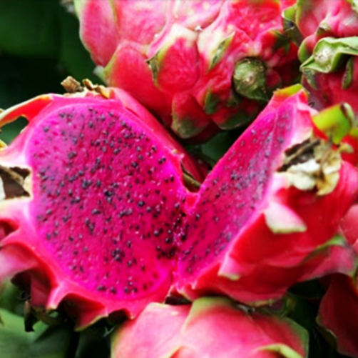 Buah Naga Merah Lokal Organik / Ons