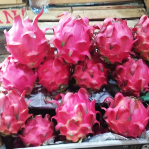 Buah Naga Merah Lokal Organik / Ons Buah Naga Merah Lokal Organik / Ons
