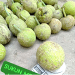 Buah Sukun Mentega Legit Manis