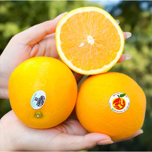 Sunkiest Valencia Manis Segar Bukan Navel Ya Mesir Afrika Australia - Valencia Sunkiest Valencia Manis Segar Bukan Navel Ya Mesir Afrika Australia - Valencia