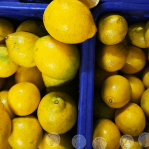 Buah Lemon Lokal Organik Juicy Banyak Air