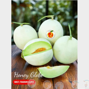 Melon Honey Globe Manis Banget, Wangi, Flufly Juicy