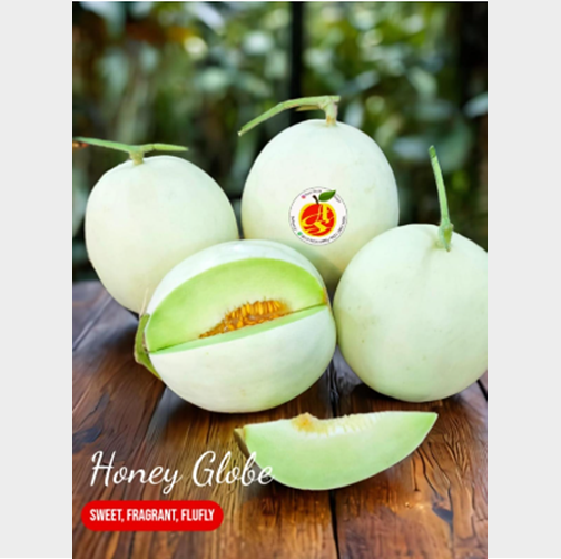 Melon Honey Globe Manis Banget, Wangi, Flufly Juicy