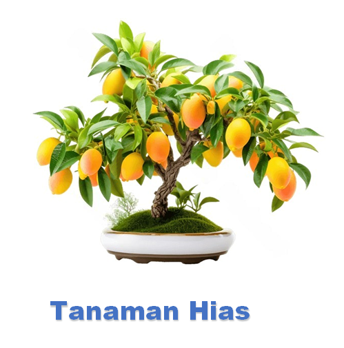 Tanaman Hias & Buah